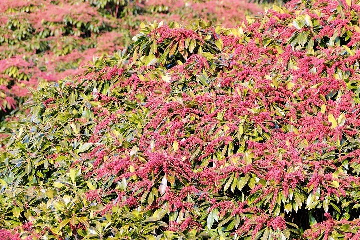 アセビ ツツジ科 阿蘇望亭の 気ままなブログ