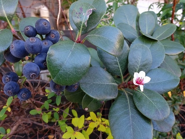 冬に映える赤い実 センリョウ ナンテン シャリンバイの花は返り咲き 花と葉っぱ