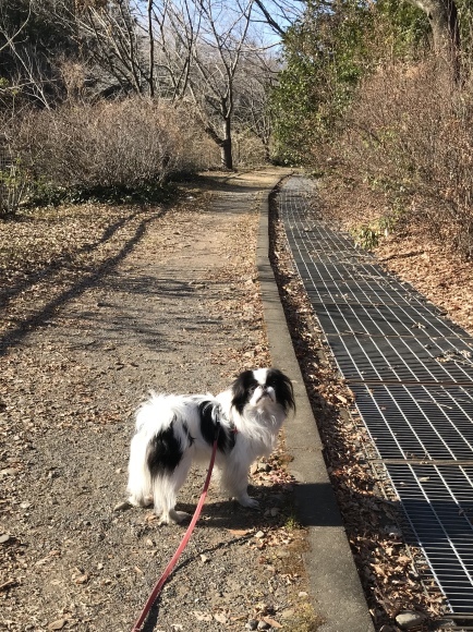今日は約8キロちょい歩きました_a0155999_22130068.jpeg