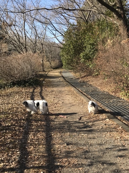 今日は約8キロちょい歩きました_a0155999_22134001.jpeg