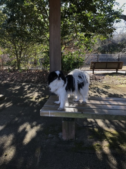 今日は約8キロちょい歩きました_a0155999_22145948.jpeg