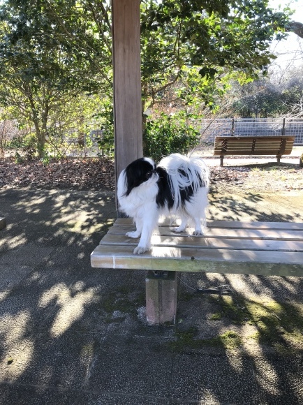 今日は約8キロちょい歩きました_a0155999_22155837.jpeg