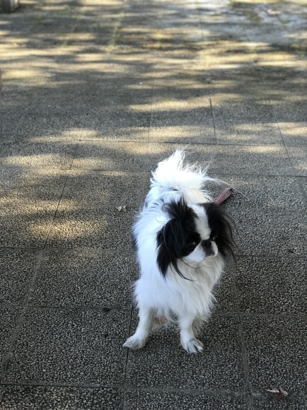 今日は約8キロちょい歩きました_a0155999_22165407.jpeg