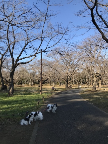 今日は約8キロちょい歩きました_a0155999_22193212.jpeg