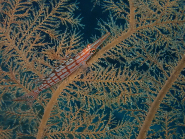 e0115199_14244153.jpg