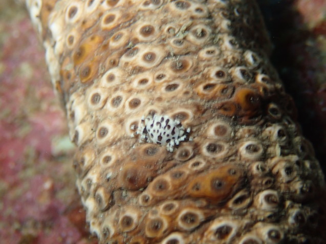 e0115199_14293737.jpg