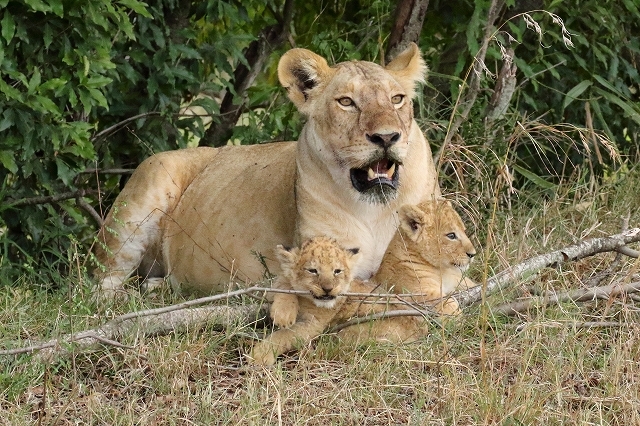 サバンナの野生動物たち ケニア マサイマラ 旅プラスの日記 サバンナの野生動物たち ケニア マサイマラ 旅プラスの日記