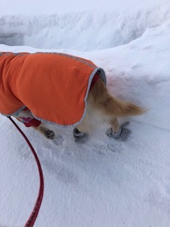 犬の靴下を作りました ドッグラン大仙の日々