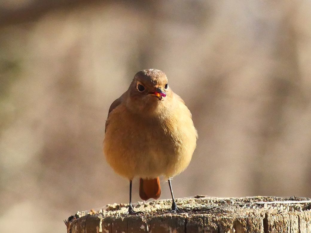 Portrait of Daurian redstart ジョウビタキ♀_a0031821_16511298.jpg