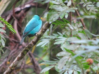 カラフルな鳥たちに遭遇！_a0363221_15071050.jpg