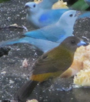 カラフルな鳥たちに遭遇！_a0363221_15104363.jpg