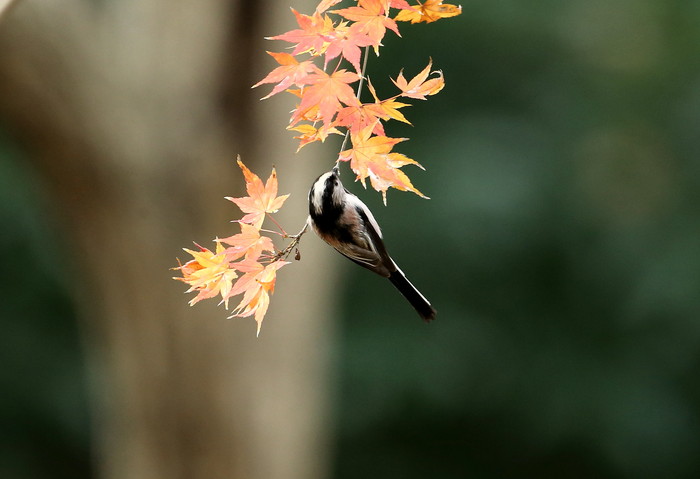 近場の公園_f0275135_12412557.jpg