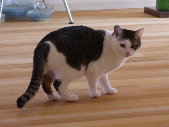 猫のお留守番 ちーちゃん編。_a0143140_19225187.jpg