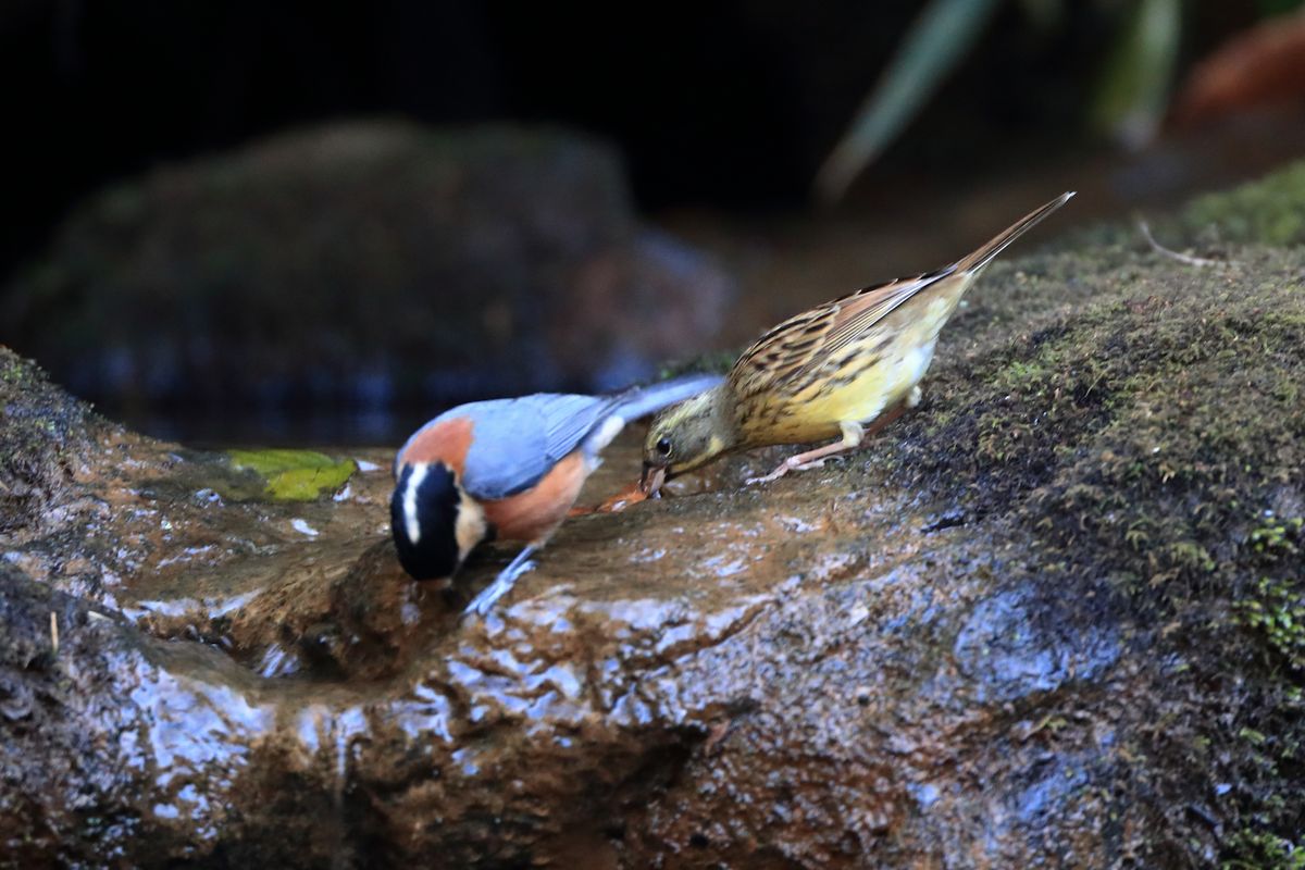 新春探鳥シリーズ　最終回_b0184848_18131642.jpg