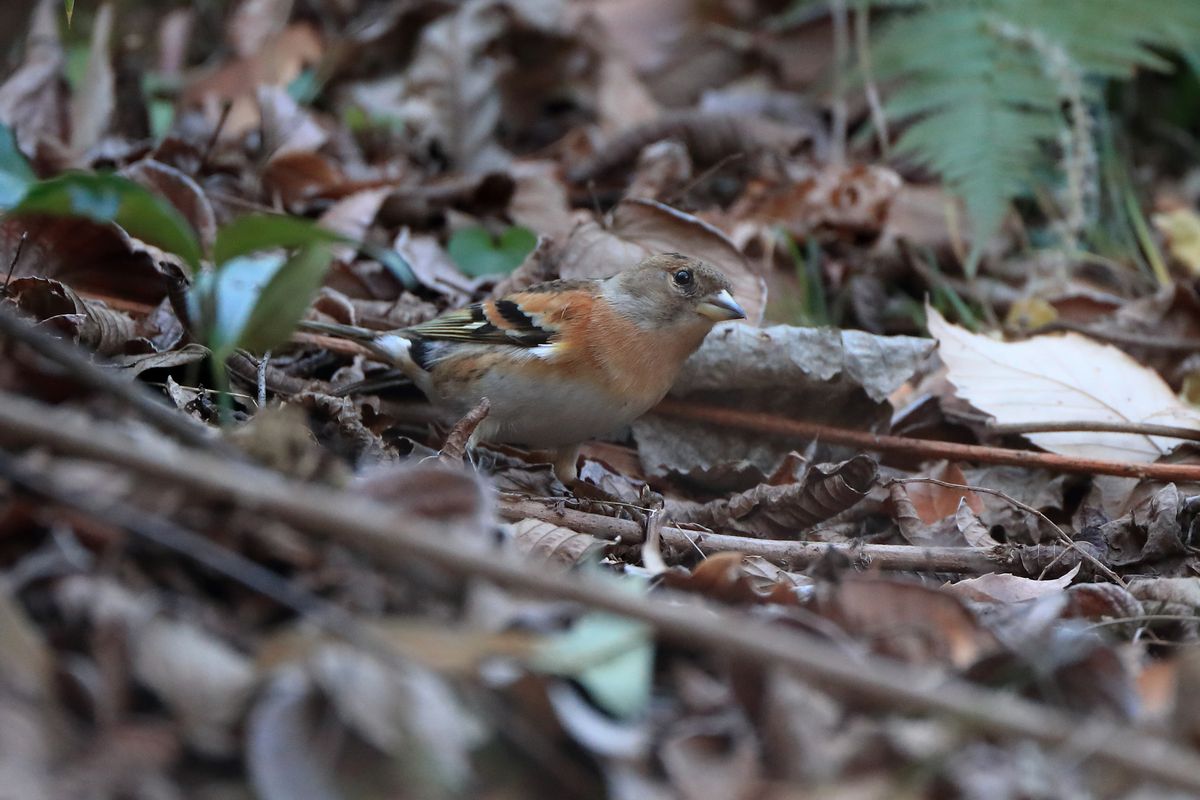 新春探鳥シリーズ　最終回_b0184848_18134811.jpg