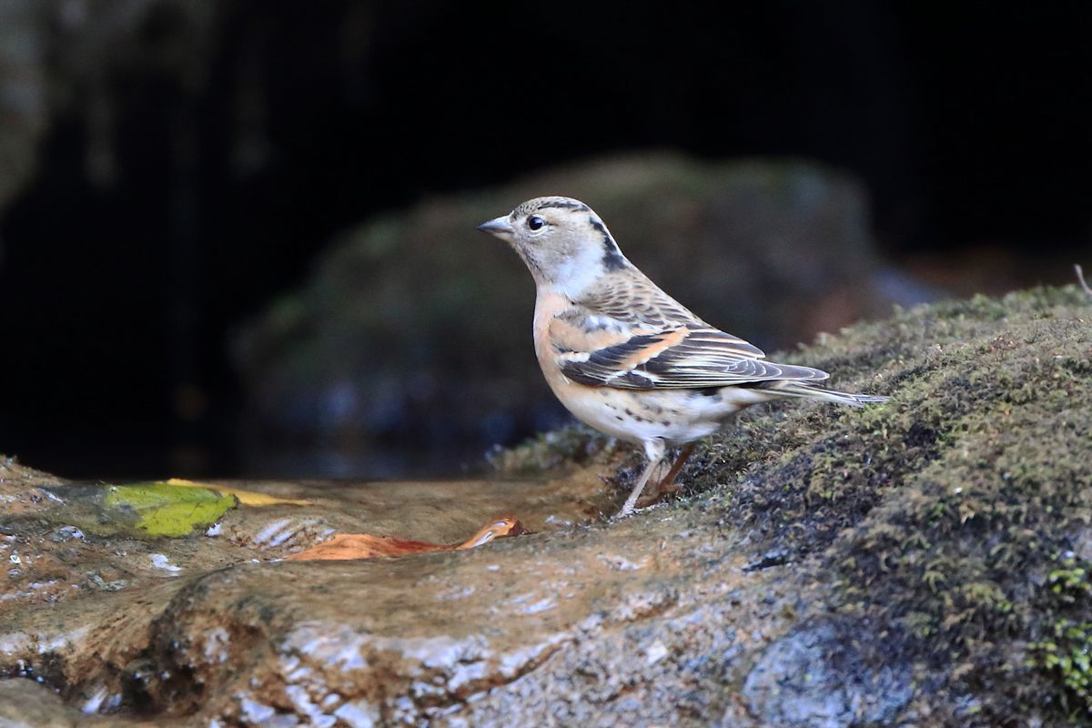 新春探鳥シリーズ　最終回_b0184848_1814099.jpg