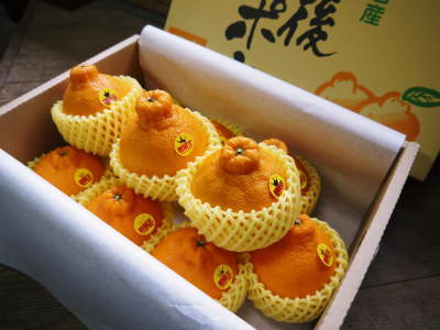 デコポン(肥後ポン) 熊本限定栽培品種「ひのゆたか」 匠のデコポンの美味しさと美しさの秘密(後編)_a0254656_18512599.jpg