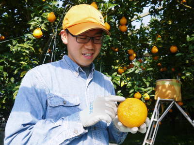 デコポン(肥後ポン) 熊本限定栽培品種「ひのゆたか」 匠のデコポンの美味しさと美しさの秘密(後編)_a0254656_20004918.jpg