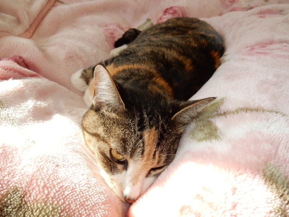 ’19,1,8(土)栄養、睡眠、運動、生きがい、ストレスフリーで100歳まで!_f0060461_05322961.jpg