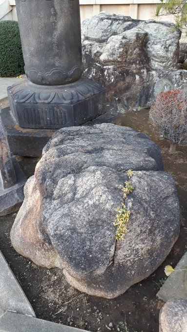 年末年始(イベント以外)浅草拳、駿馬塚、柳屋お藤の銀杏、さすらい地蔵力石、都立大学駅近辺の歴史不思議物件、有楽町高架今昔、河鍋暁斎、女夫石の正体、三囲神社 2018/12/25-2019/1/8_b0116271_20325298.jpg