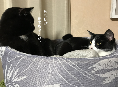 a0216583_19254013.png