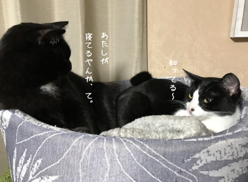 a0216583_19281470.png