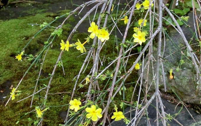 オウバイ と ソシンロウバイ Hebdo時季 とき の花