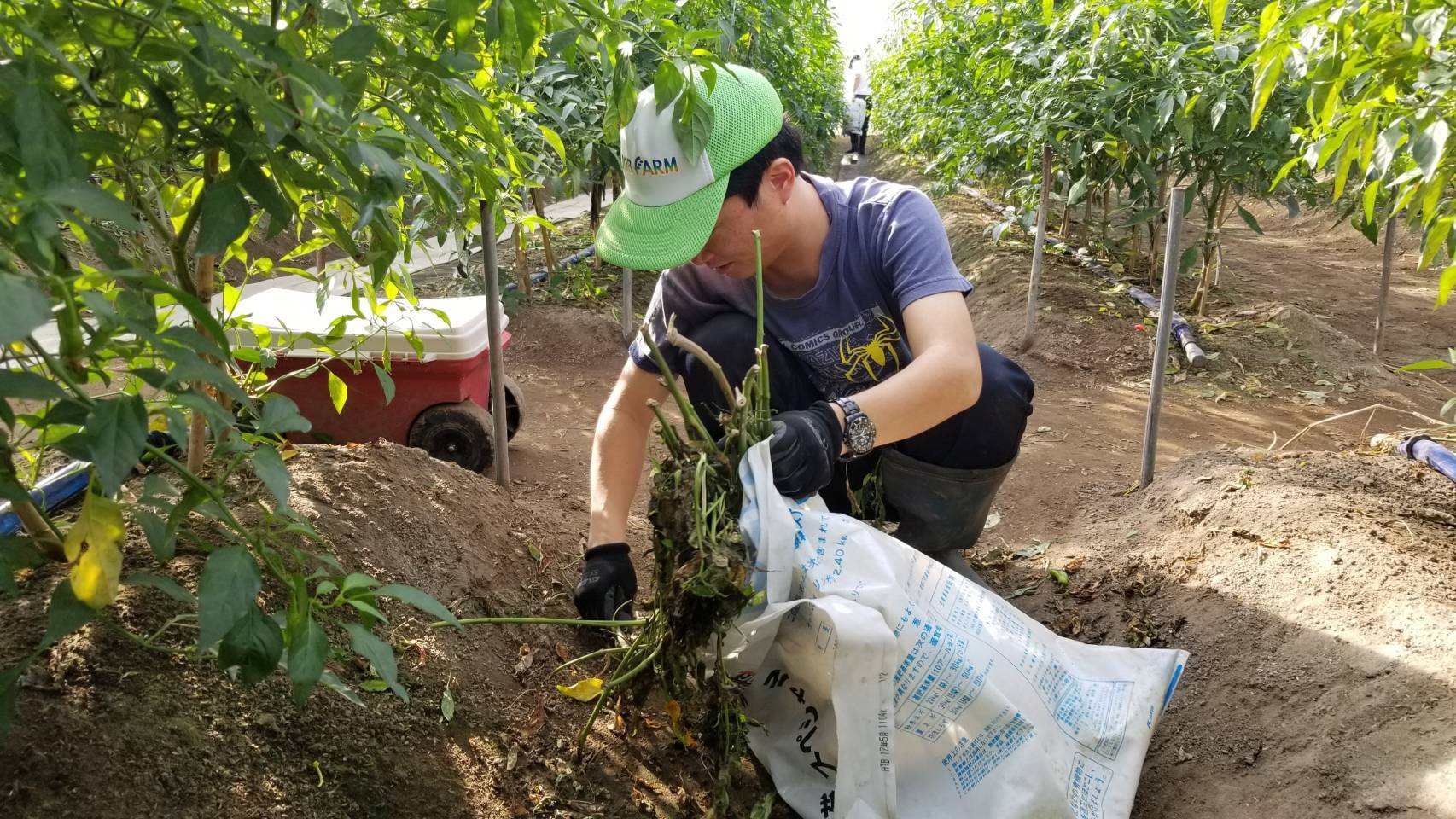 サツマイモごちそうさまでした！地域貢献型農福連携請負作業_e0270198_17295116.jpg