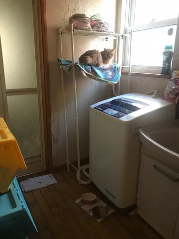 陽のあたる部屋で過ごせたら・・_f0242002_15404891.jpg