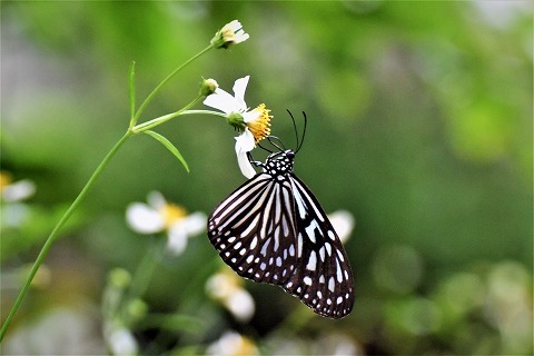 マダラチョウ 花蝶風月 マダラチョウ 花蝶風月