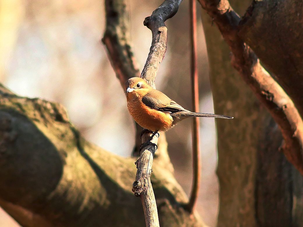 Portrait of Bull-headed shrike/モズ♀_a0031821_10212834.jpg