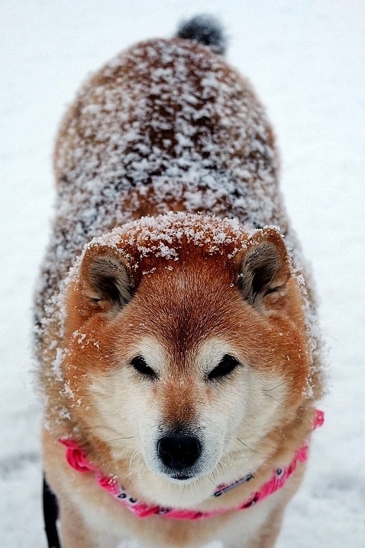 雪しんしん_b0314043_07423721.jpg