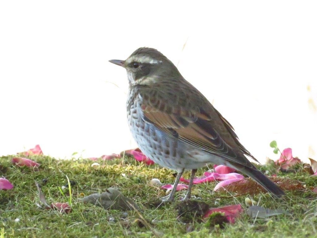 a0018655_10093116.jpg