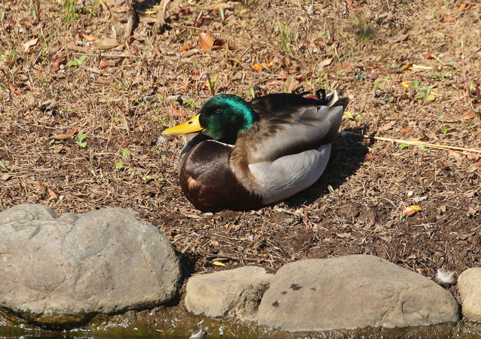 緑の顔 自然の中に鳥さんを見つけて 緑の顔 自然の中に鳥さんを見つけて