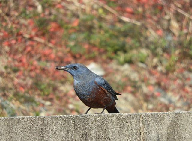 f0378979_17314319.jpg