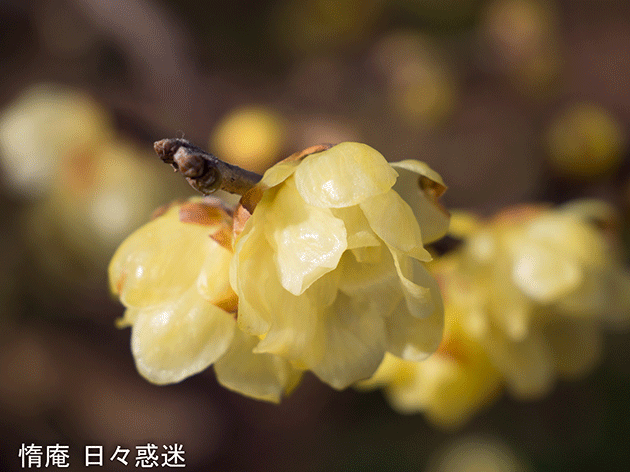 植物園往来　睦月の参_c0386982_19220504.gif