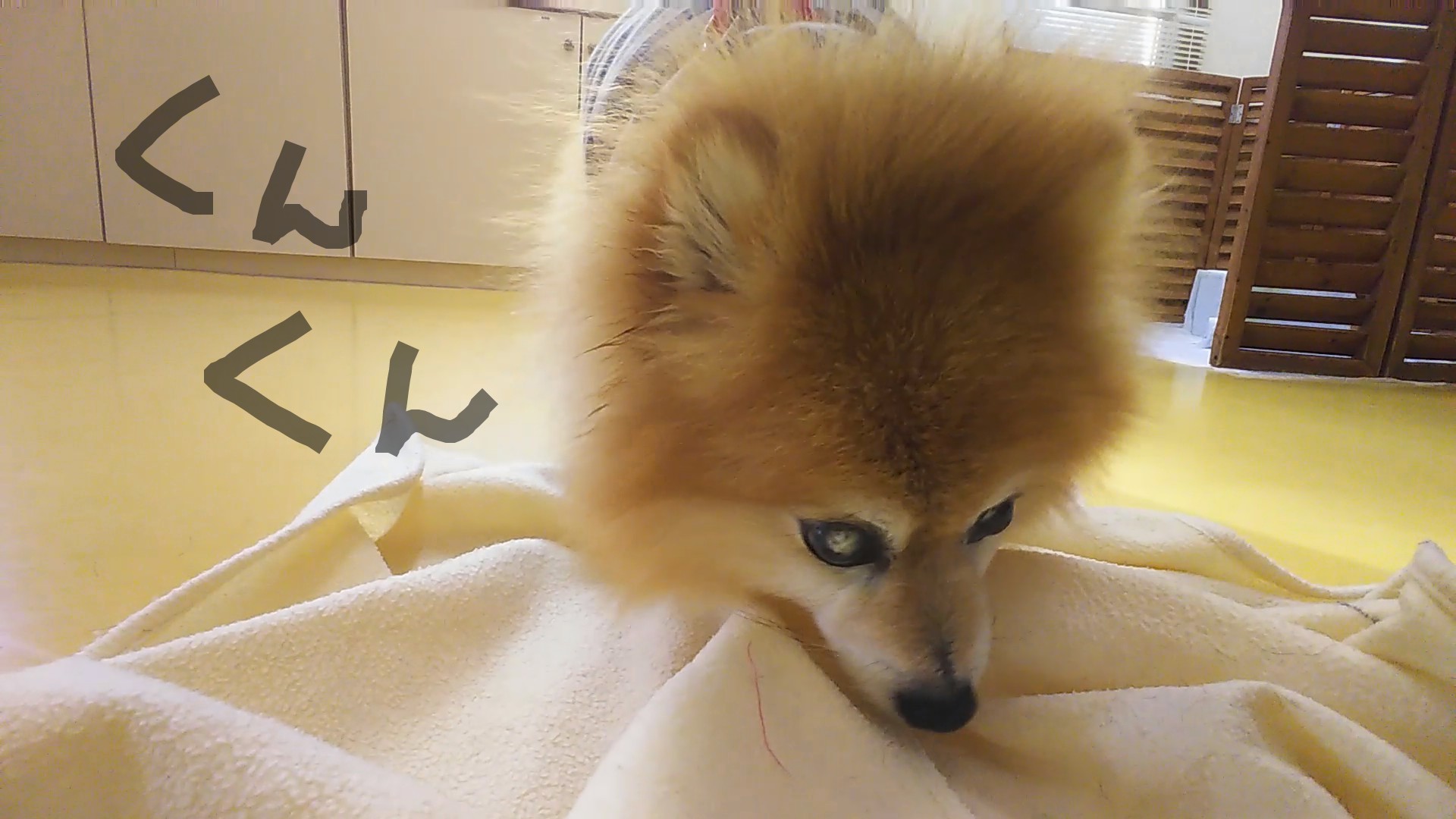 楽しんでます~三( ゜∀゜)_f0357682_12262969.jpg