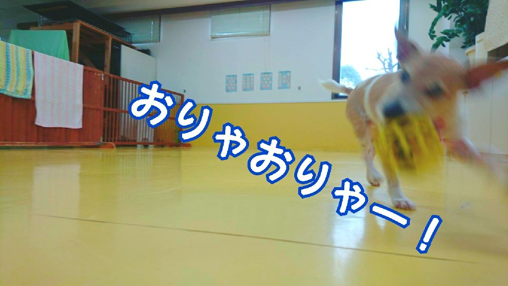 楽しんでます~三( ゜∀゜)_f0357682_18092993.jpg