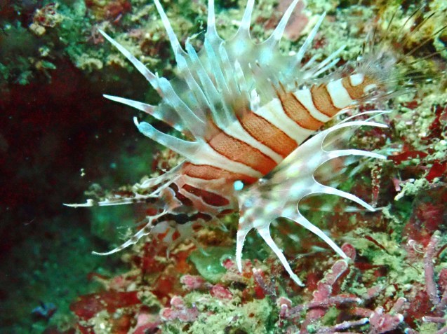 e0115199_18283850.jpg