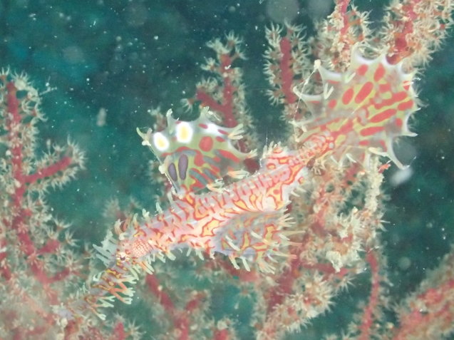 e0115199_19335785.jpg