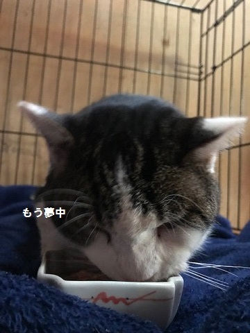 ご飯を食べられるって幸せ♪_f0242002_13465051.jpg