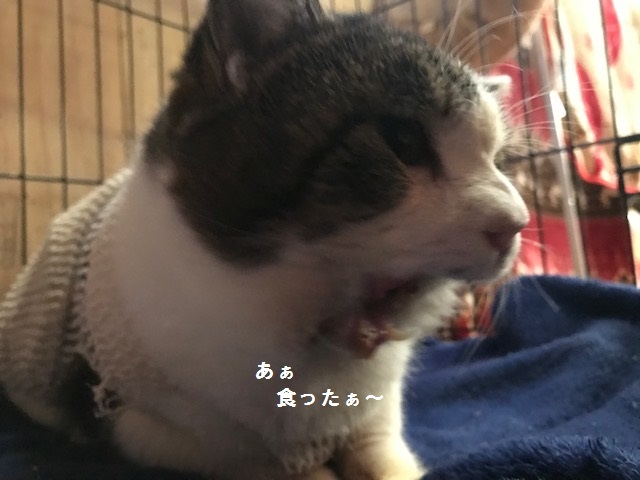 ご飯を食べられるって幸せ♪_f0242002_13465499.jpg