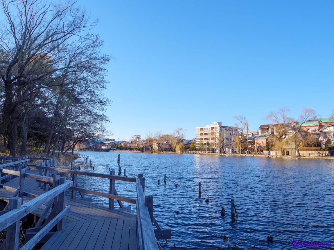 2019年1月9日　石神井公園散策_a0060403_09344266.jpg