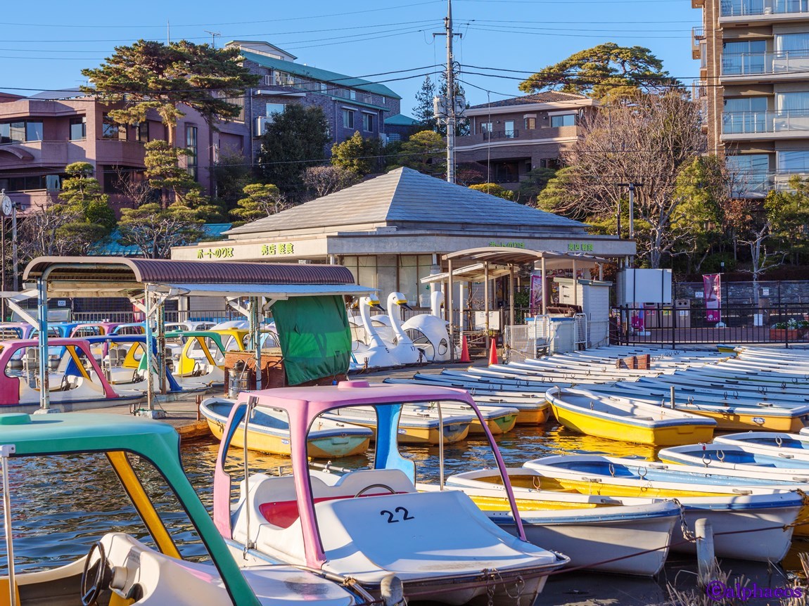 2019年1月9日　石神井公園散策_a0060403_09344533.jpg