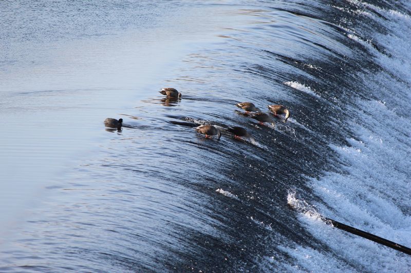 川の水鳥_d0065113_10413849.jpg