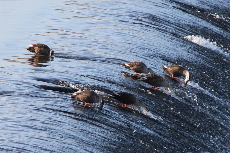 川の水鳥_d0065113_10414555.jpg