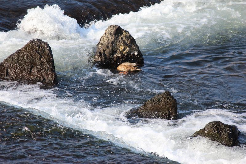 川の水鳥_d0065113_10433212.jpg