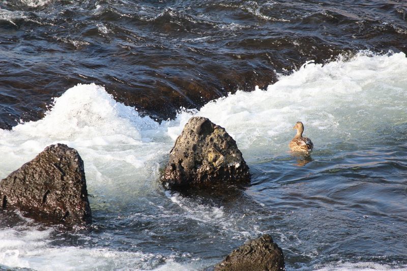 川の水鳥_d0065113_10521934.jpg