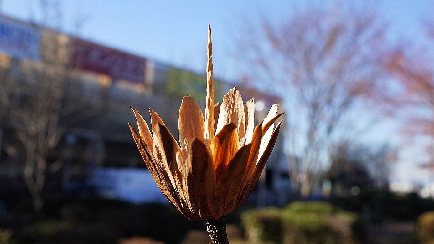 a0031821_12273721.jpg