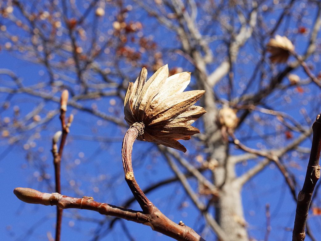 百合の木の蒴果・・・American tulip tree_a0031821_12393526.jpg